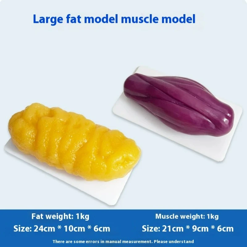 인간 근육 및 지방 모형 건강 및 체중 감량 영양 및  - Nutrition Fitness And Health 리뷰 및 가격