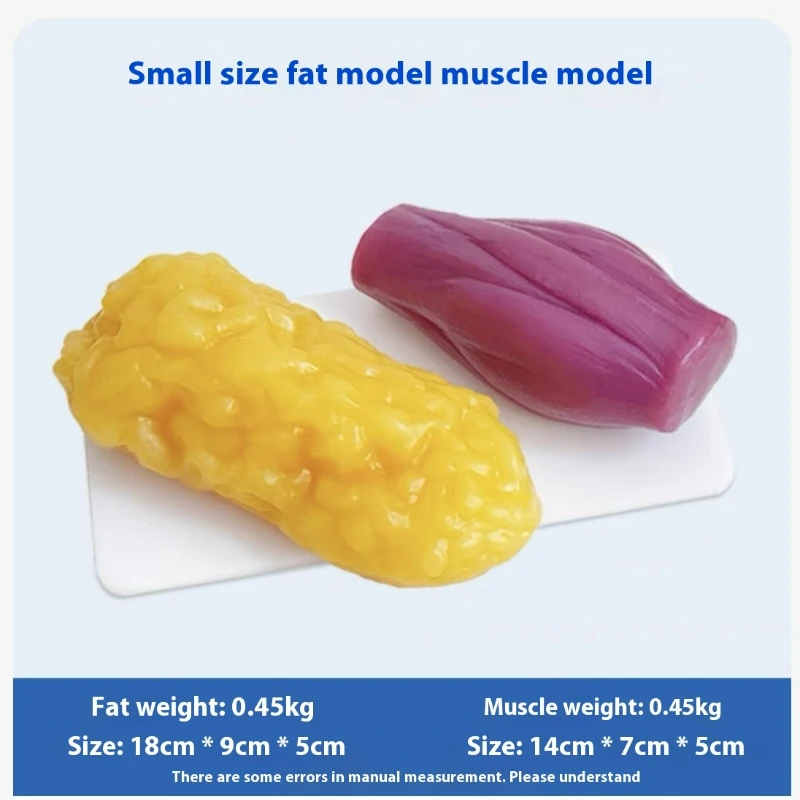 인간 근육 및 지방 모형 건강 및 체중 감량 영양 및  - Nutrition Fitness And Health 리뷰 및 가격